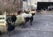 Roswell Police Officers Wrangle Goats After Lawn Job Goes Awry