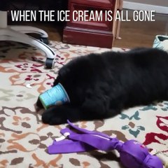 This dog is all of us In the mood for more hilarious canine antics? (Who isn't?) Then watch this dog cleverly escape from his pen: