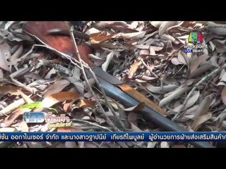 เจ้าหน้าที่ปะทะ ขบวนการค้ายาบ้า เจ็บ14 นาย คนร้ายดับ 1   l ข่าวมื้อเช้า สุดสัปดาห์ l  23 เม ย 59