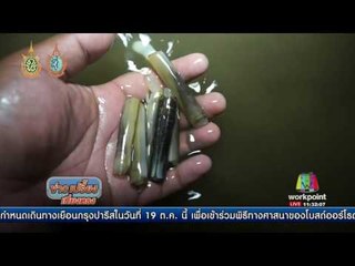เร่งหาสาเหตุ หอยหลอดตายยกดอน | ข่าวเปรี้ยงเที่ยงตรง | 11 ต.ค. 59