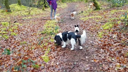 En forêt les poilus mangent la terre