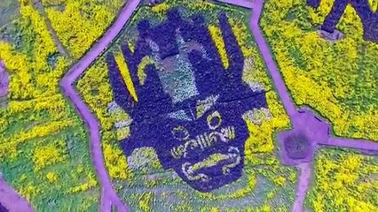 الربيع الصينى يحول منطقة كاملة إلى بحر من الزهور