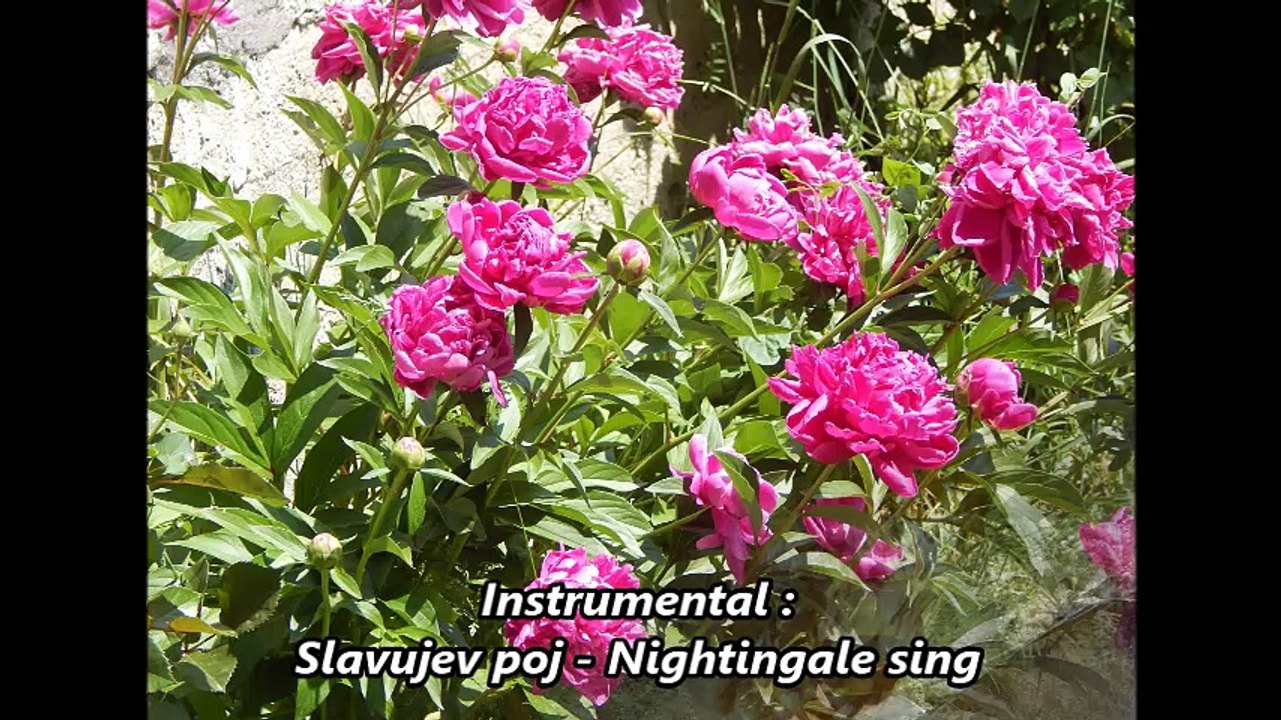 Tamburaški orkestar - Slavujev poj - Nightingale sing (instrumental) -  video Dailymotion