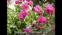 Tamburaški orkestar - Slavujev poj - Nightingale sing (instrumental)