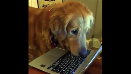 Ce labrador adorable est hypnotisé par une vidéo d'écureuil