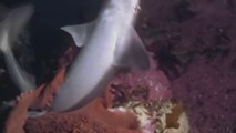 Un poulpe géant dévore un requin. Incroyable