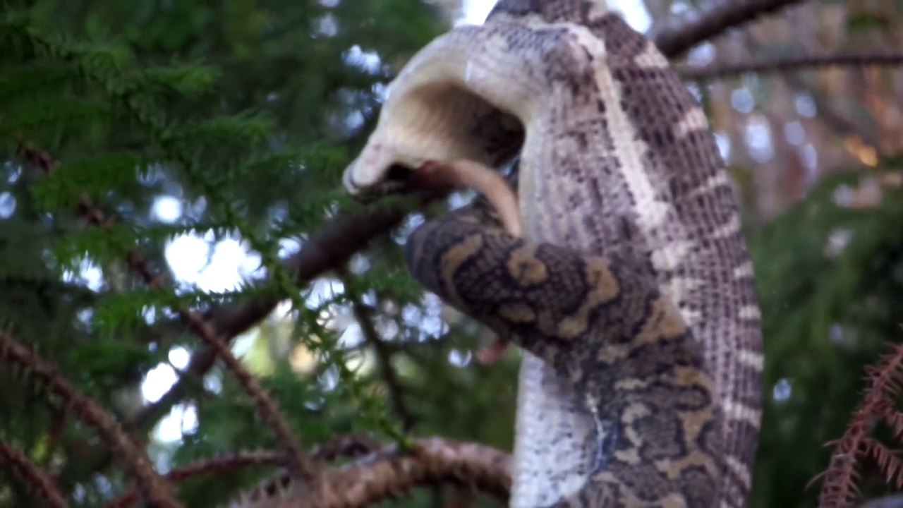 Des touristes filment un python qui dévore un opossum