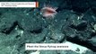 This Mesmerizing Venus Flytrap Anemone Is Found In Deep Ocean
