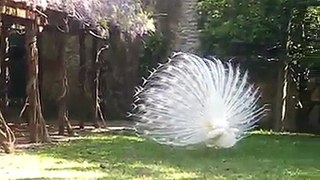 White Peacock || Natural Moments