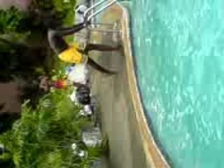 Piscine2