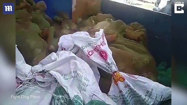 Xót xa hình ảnh những chú mèo trong chợ bán thịt mèo ở Việt Nam