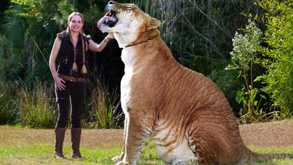 10 НЕВЕРОЯТНЫХ ГИБРИДОВ ЖИВОТНЫХ