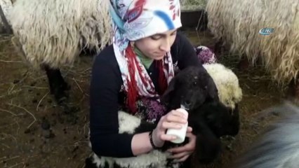 Annesiz kalan kuzuları biberonla besliyor