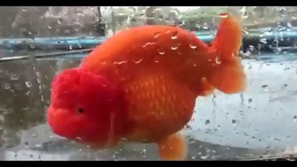 12 Common Mistakes Goldfish Keeper Makes - How To Care For A Goldfish