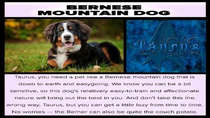 Perfect Dog For You - Based On Your Zodiac Sign