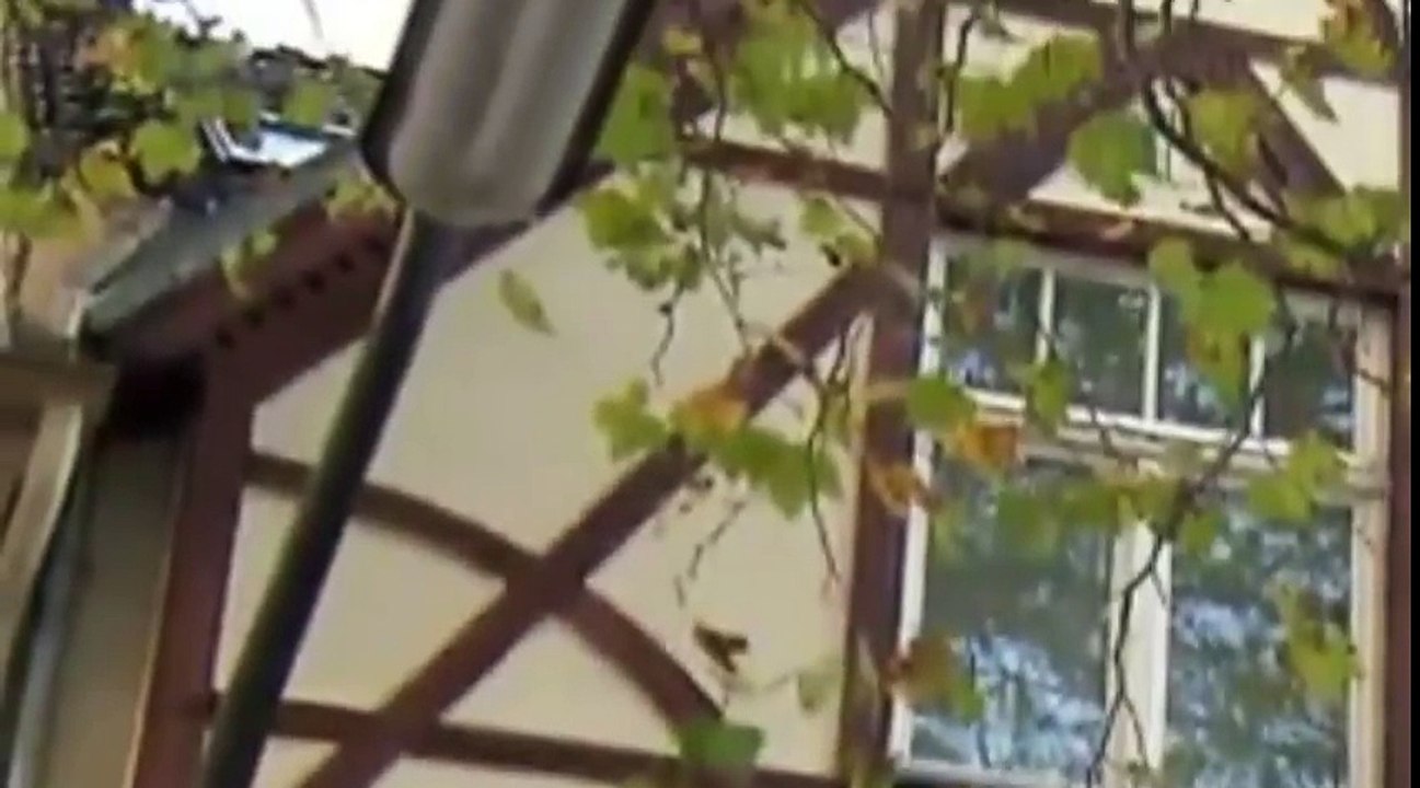 BEN BEENDET ALLES .mp4 - Lustige Videos