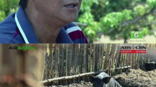 Native Pig Farming Part 2 : Native Pig Farming Prices | Agribusiness Philippines