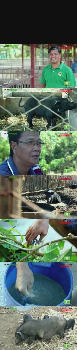Native Pig Farming Part 2 : Native Pig Farming Prices | Agribusiness Philippines