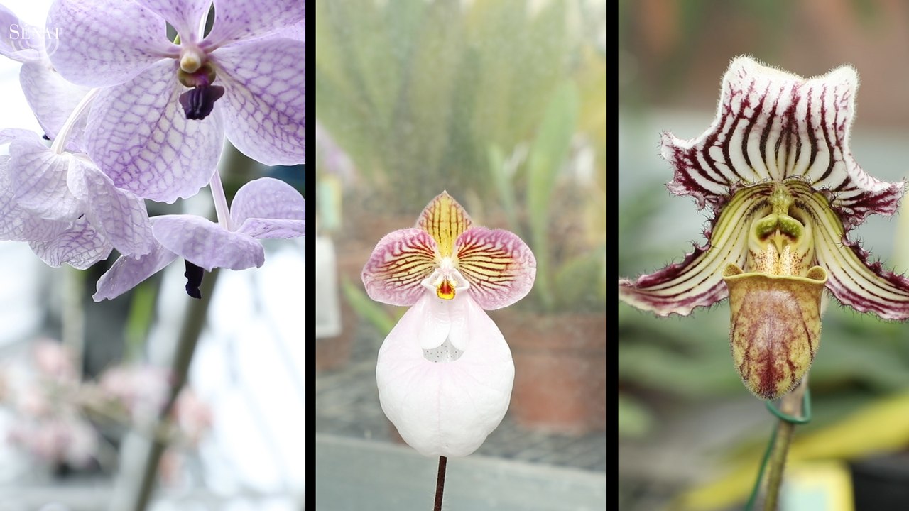 [Jardin du Luxembourg]  Présentation de la collection d'orchidées