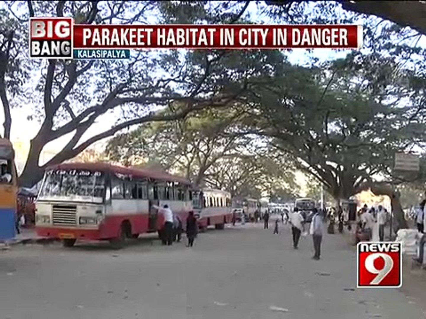 Kalasipalya, parakeet habitat in city in danger - NEWS9