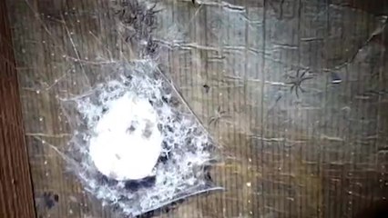 Quand tu découvres un nid d'araignée