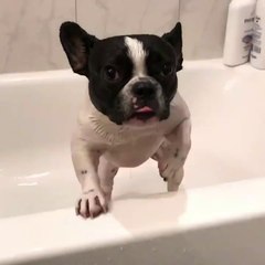 Puppy Bath Time! Rub-A-Dub-Dub