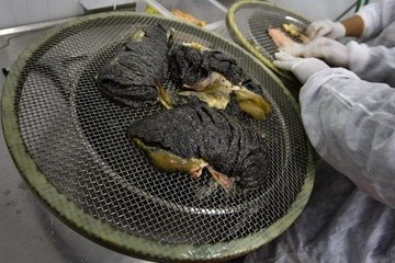 Dünyanın En Pahalı Yiyeceği Havyar, 25 Bin Liradan Satılıyor