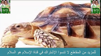 السلحفاه  الضخمه التي هاجمت الطفل فأعطته درساً لن ينساه