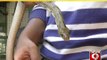 Bannerghatta, rare snake rescued in Namma city- NEWS9