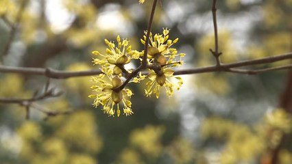 꽃 만발 수목원·화원에는 봄 기운 가득! / YTN