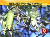 Pests affect mango yield in Dharwad- NEWS9