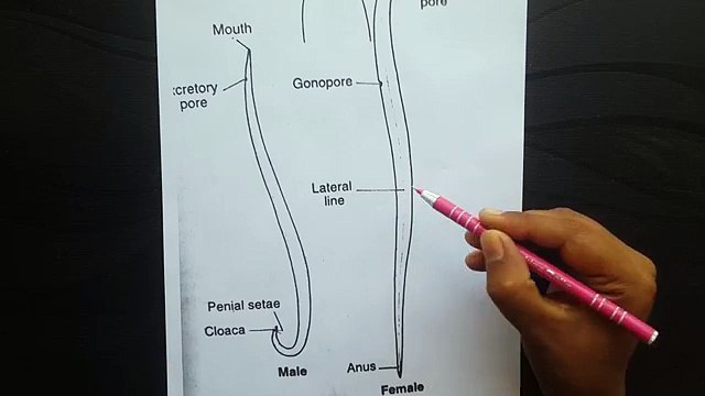 HABITAT AND HABIT _ MORPHOLOGY, LOCOMOTION ETC IN ASCARIS - YouTube (360p)