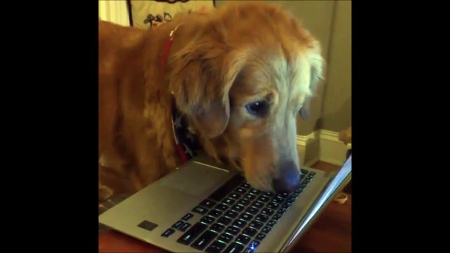 Les chiens aussi sont accros aux écrans !