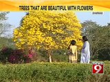 Dharwad, trees that are beautiful with flowers- NEWS9