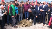 Afrin şehitleri için sınırda gıyabi cenaze namazı kılındı