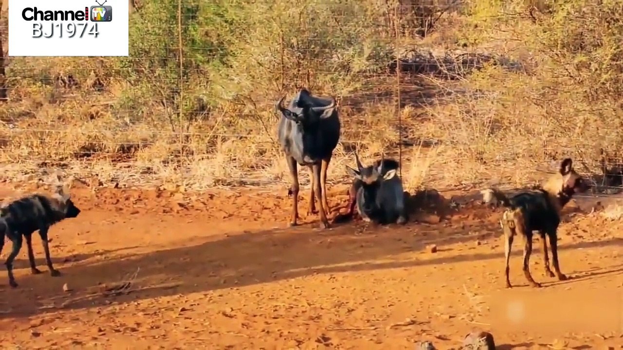 Scenes of the mercy of elephants on their young उनके युवाओं पर हाथियों की दया के दृश्य