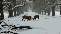Stunning: stags lock antlers in UK snow