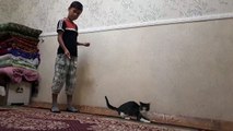 видео котенок кошка играет с лазером video kitten the cat is playing with the laser yavru kedi kedi lazerle oynuyor Gatto
