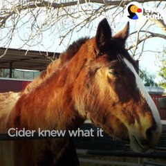 This woman was about to take her own life — when a very special horse showed her how much she was still loved 