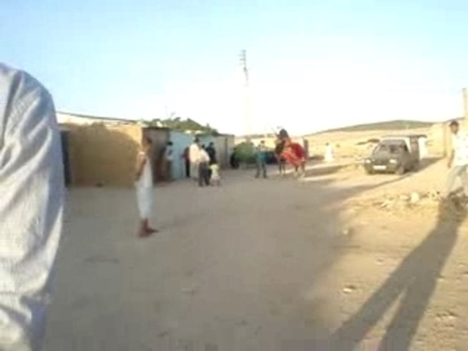 CHEVAUX DE KHENCHELA ALGERIE