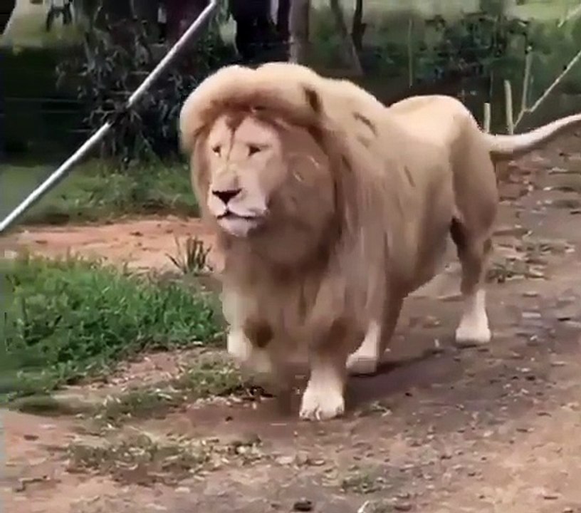 Lion attack