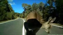 Un cycliste evite de justesse un kangourou dans une descente à plus de 70kmh