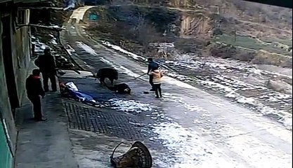 Domuz Saldırısı | Bu Saldırı da 2 Kişi Hayatını Kaybetti