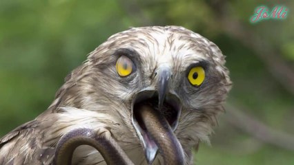 Ly kỳ chim mẹ mang rắn độc về tổ dự trữ để chim non ăn dần