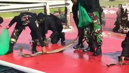 endonezya ordusunun yılan kanı içmeli becerileri