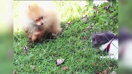 Funniest Animal Attacks Compilation March 2018| Funny Pet Videos