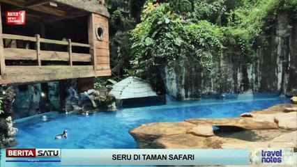 Penguin Humbold Jantan Erami Telur