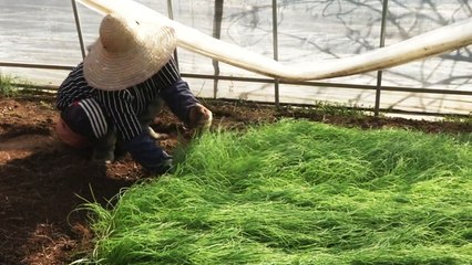 농촌의 희망 '여성 농업인' 지원 방안 시급 / YTN