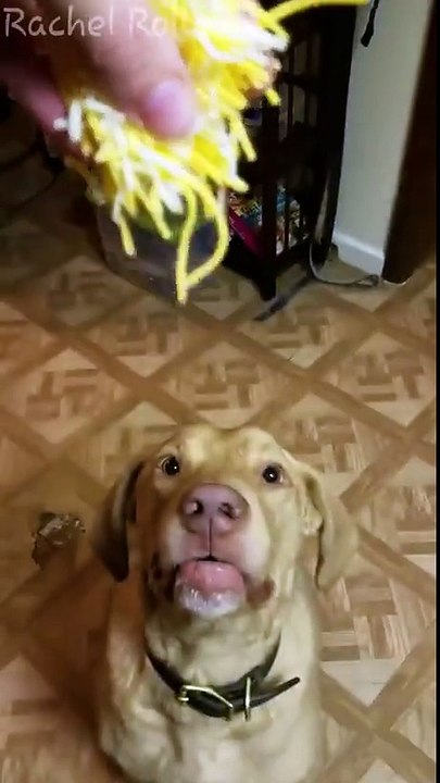 Hungry dog