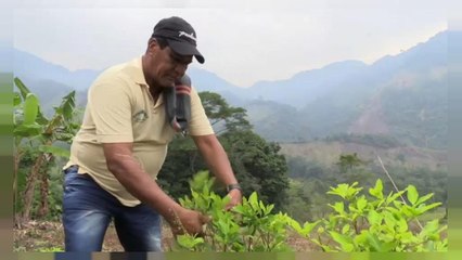 De la coca al cacao, una transición no exenta de riesgos